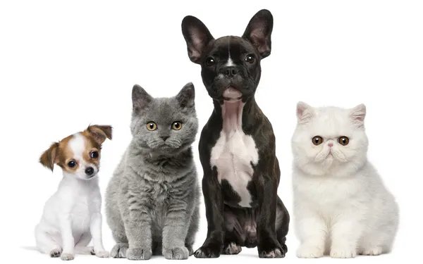 Mascotas PawMED